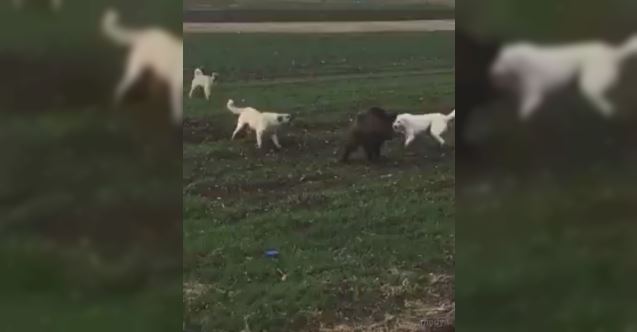 Domuz ile köpekler arasındaki amansız mücadele böyle görüntülendi 