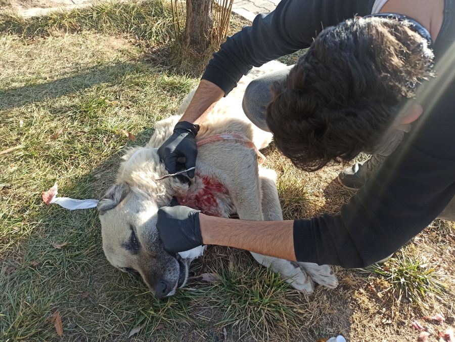 Veteriner hekimin müdahalesi ile yaralı köpek sağlığına kavuştu 