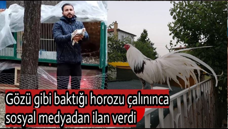 Gözü gibi baktığı horozu çalınınca sosyal medyadan ilan verdi