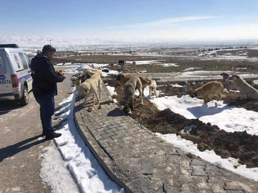 Şuhut Belediyesi Sokak Hayvanları İçin Doğaya Ekmek ve Mama Bıra ktı