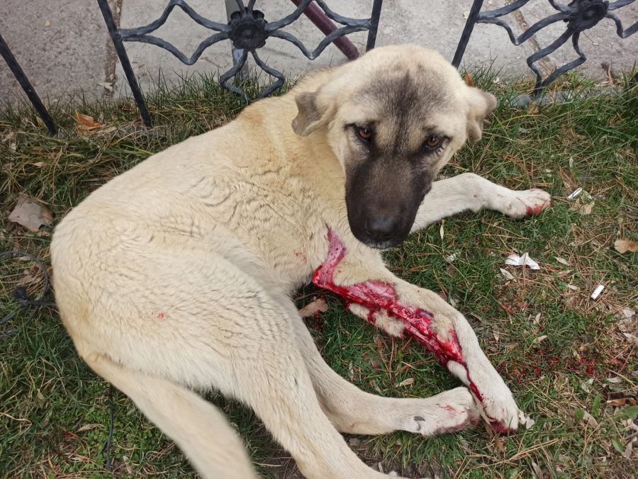 Vicdansız sürücü köpeğe çarptı, arkasına bakmadan kaçtı  