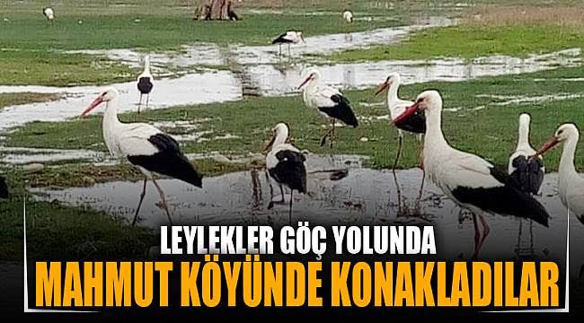 Leylekler göç yolunda Mahmut köyünde konakladı