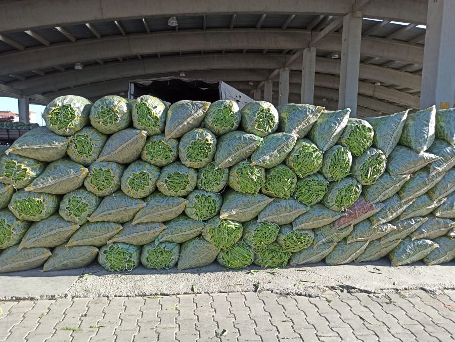 Fasulye fiyatı ile hem üreticisinin hem de esnafın yüzünü güldürmeye başladı