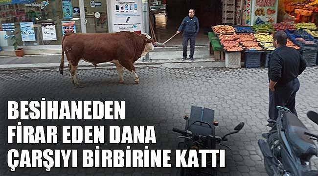 BESİHANEDEN FİRAR EDEN DANA ÇARŞIYI BİRBİRİNE KATTI