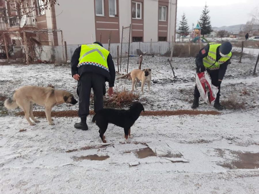 Şuhutta ağır kış koşullarında sokak hayvanları unutulmadı 