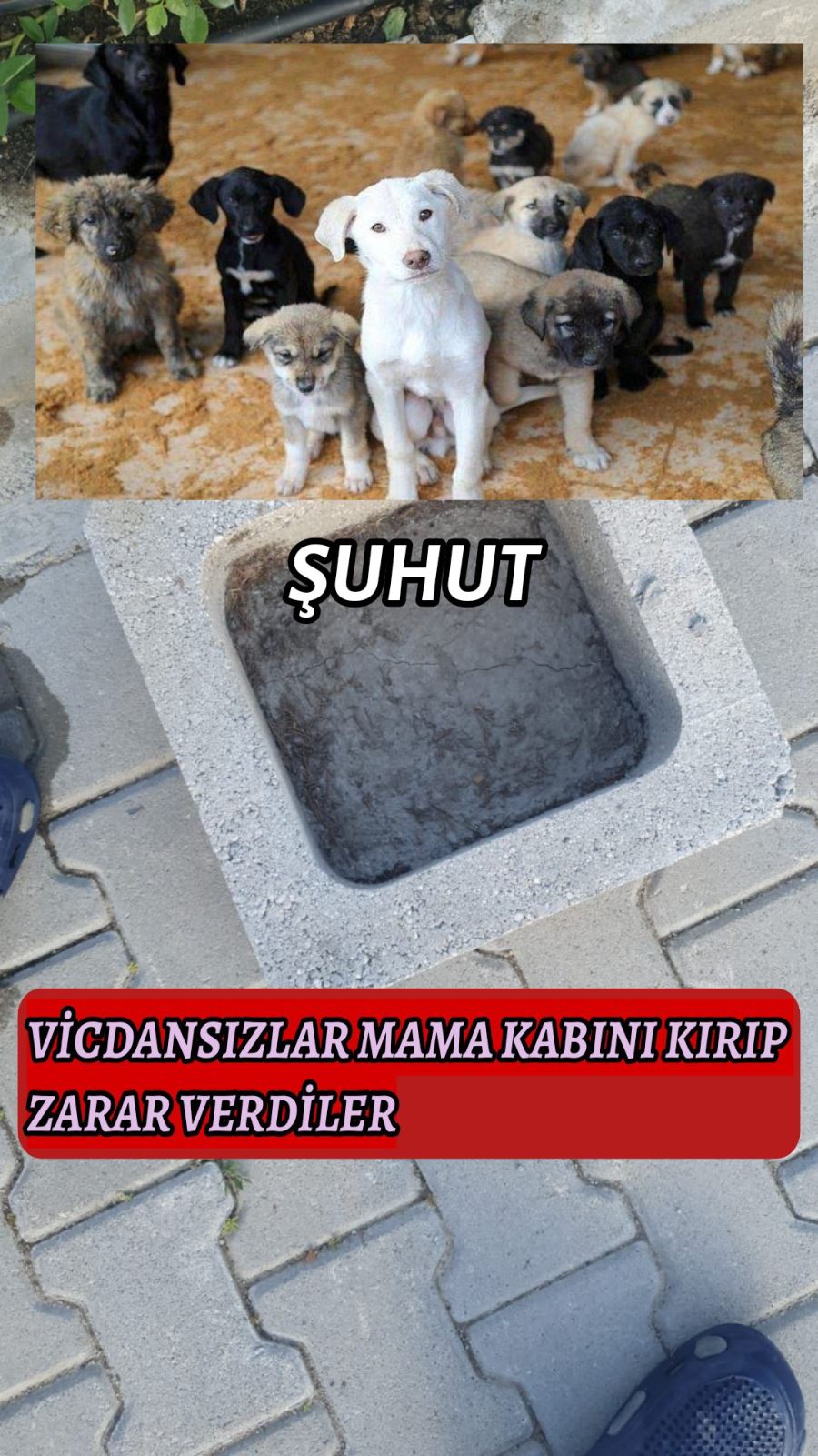 Bu kadarına pes artık vicdansızlar sokak hayvanlarının mama kaplarını kırarak zarar verdi 