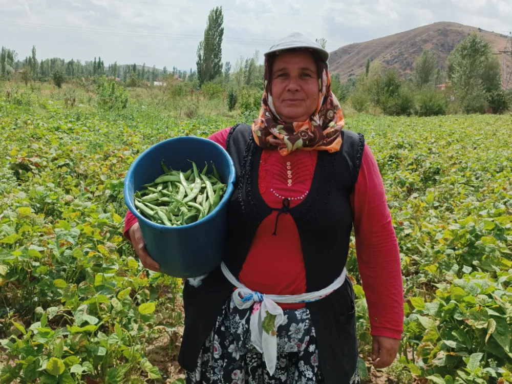 Çiftçi önce korktu, sonra sevindi.. Hasadı yapılan fasulyenin kilosu belli oldu