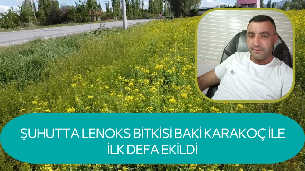 Şuhut’ta ilk defa ekilen ‘lenoks’ boy verdi