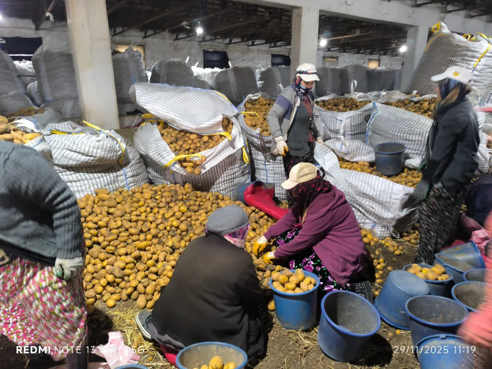 Patates Hasadı Bitti, Depolar Doldu: Fiyatlar Üreticiyi Sevindirdi