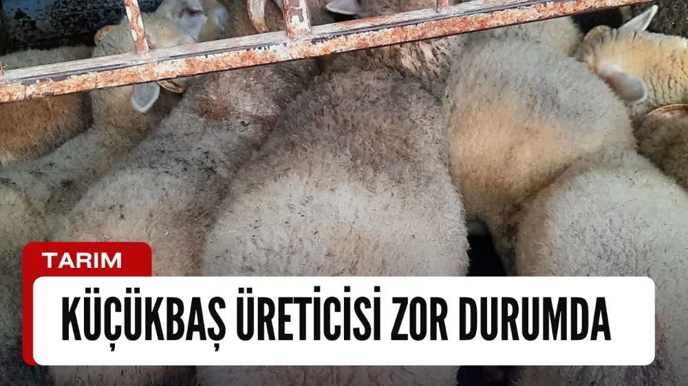 Küçükbaş hayvan üreticisi yükselen yem fiyatlarından şikayetçi 