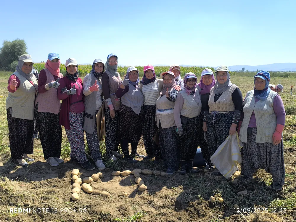 Şuhutta Kışlık Patates Hasadı Başladı