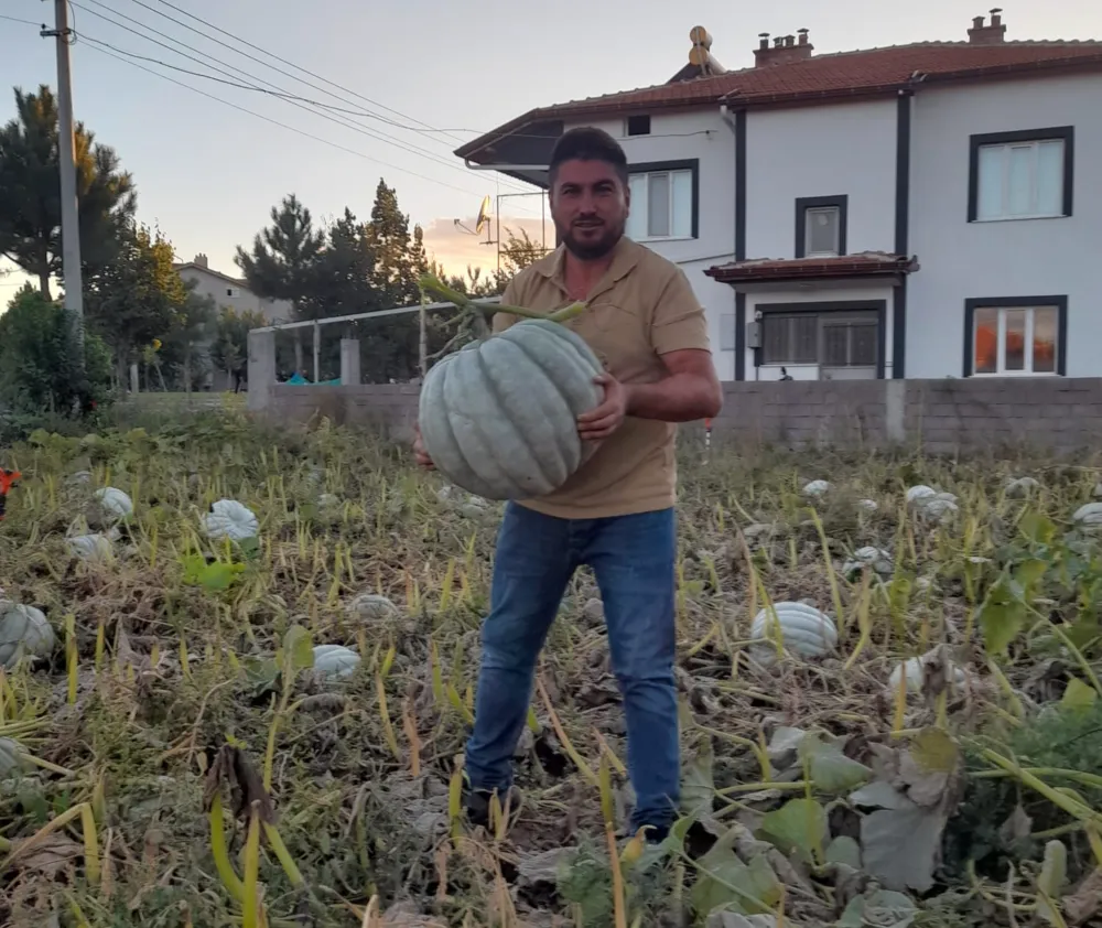 Şuhut’ta Balkabağı Hasadı Başladı: 7 Ton Ürün Piyasaya Sunuldu